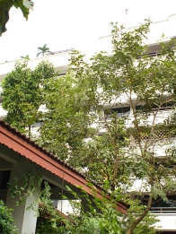 Mukdha Mansion.jpg